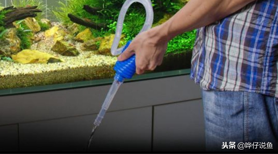 鱼缸给鱼换水的正确方法,鱼缸换水次数越多鱼长得越快吗