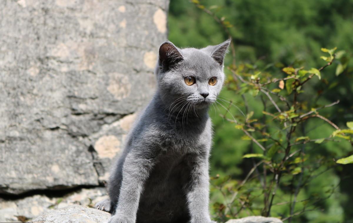 带猫去体检,带猫去检查说脑子有病