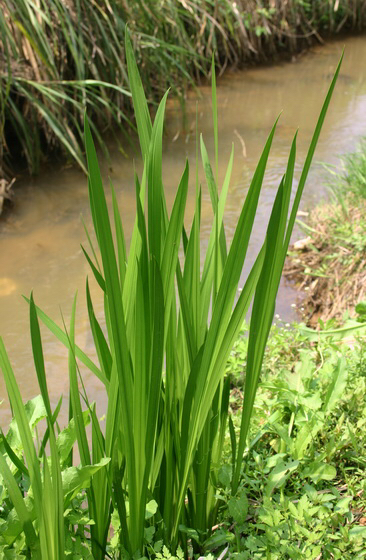 中草药白蘅,菖蒲草药