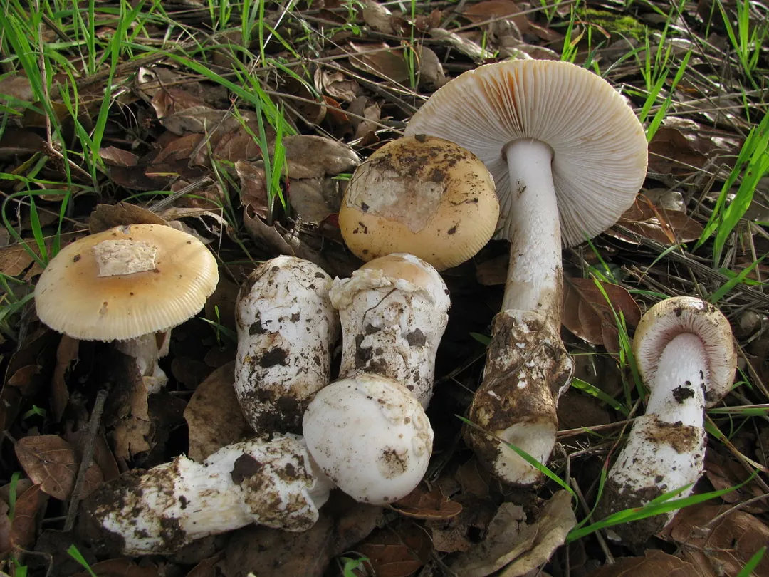 吃了毒蘑菇只会上吐下泻?这株“毁灭天使”让你成为活死人