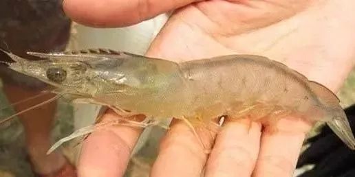 养殖南美白对虾最新技术,高手冬季养虾经验南美白对虾养殖