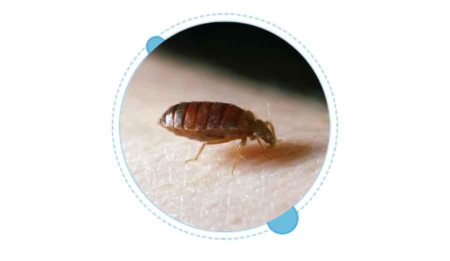 防止毒虫叮咬的最好方法,毒虫叮咬后的救命方法