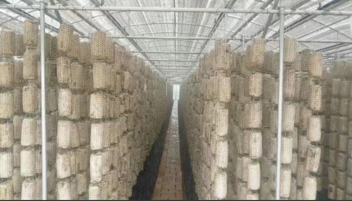 【原创】黑木耳代料栽培技术