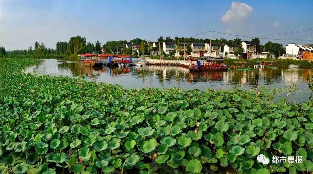 徐州荷花欣赏景区,徐州云龙湖赏荷花