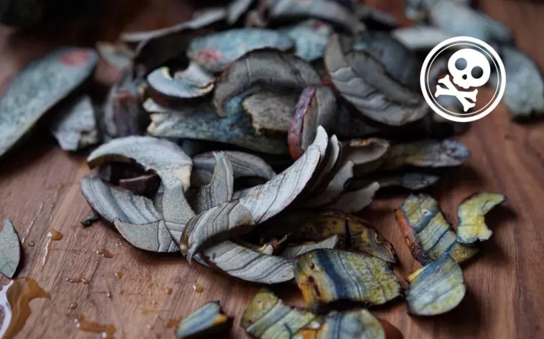 无毒野生菌图鉴大全,见手青野生菌可以吃的种类