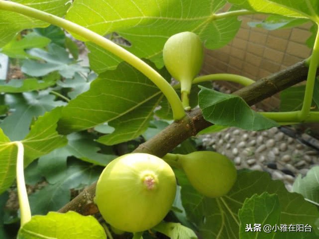 种无花果用这两个方法一年就枝繁,大面积种植无花果技术