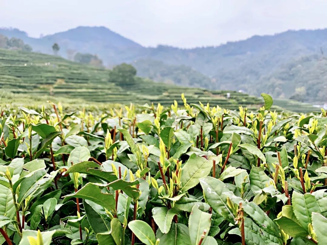 厦门香格里拉酒店婚宴菜品,厦门香格里拉酒店生日宴