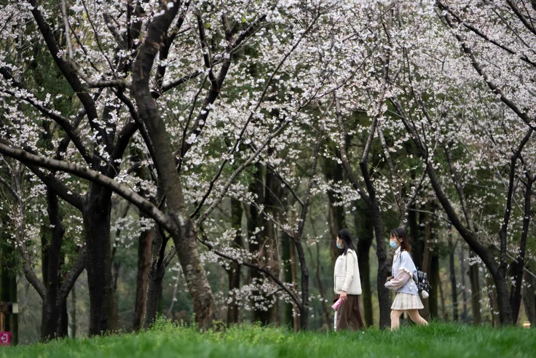 武汉植树高峰期,植树浪潮