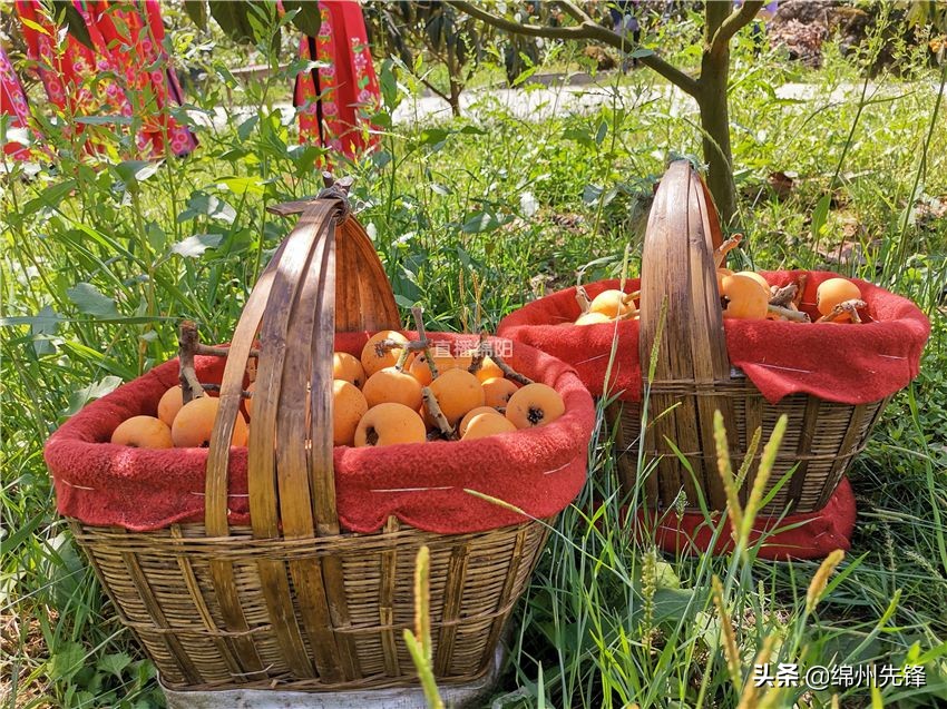 哪个地区的大五星枇杷口感最好,枇杷上市时哪里枇杷更好吃