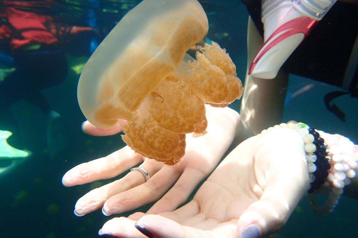 帕劳水母湖里的黄金水母去哪了,帕劳水母湖里的水母