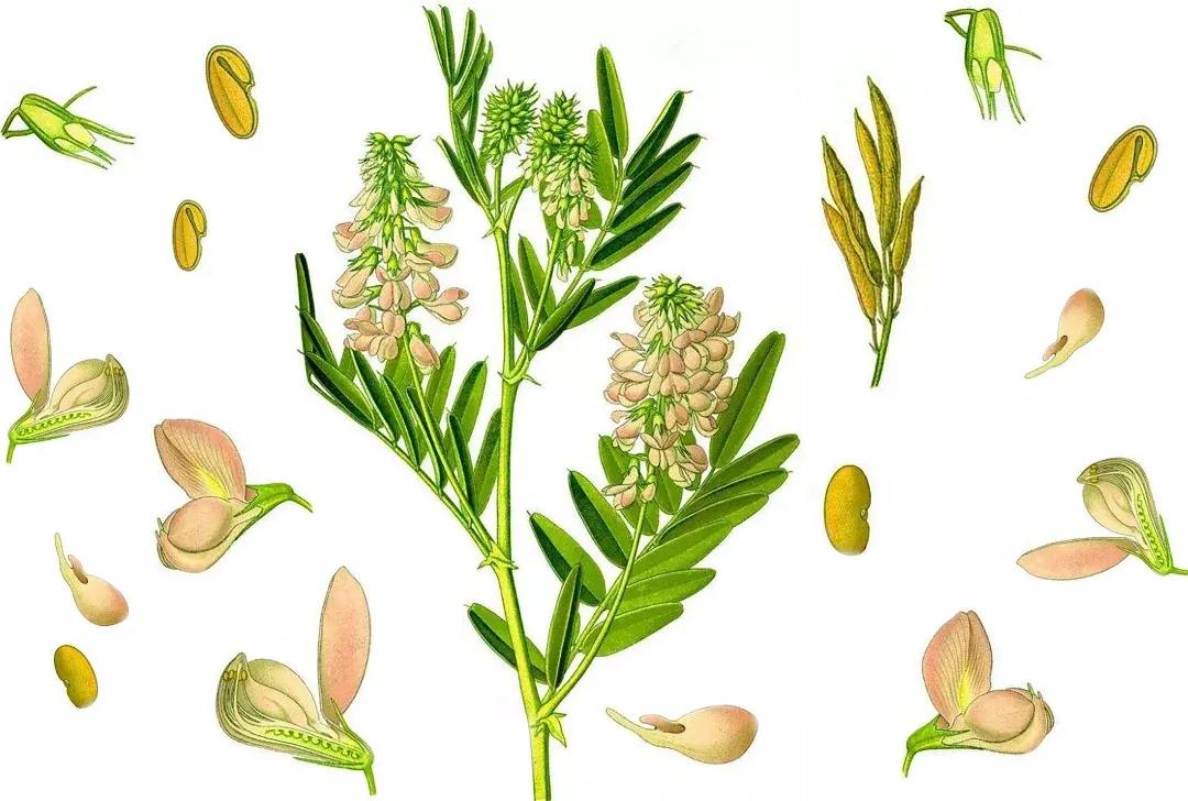 糖尿病神药二甲双胍可治肠癌