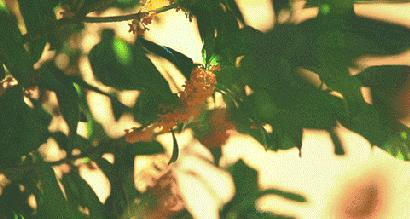 重阳游安徽,这几个登高处,今年美出了新高度