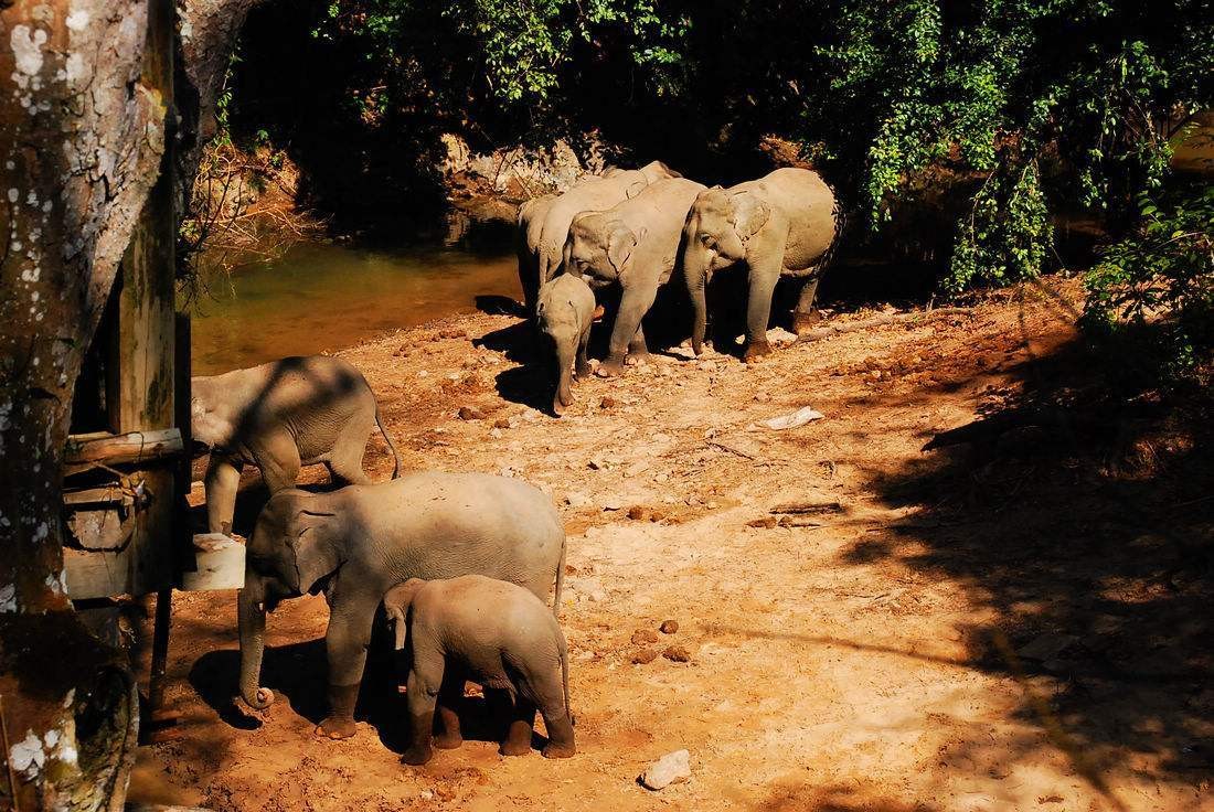 彩云之南西双版纳傣族,西双版纳风景彩云之南