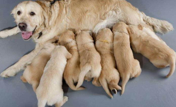 满月小狗人工喂养,刚满月的小狗怎么喂养