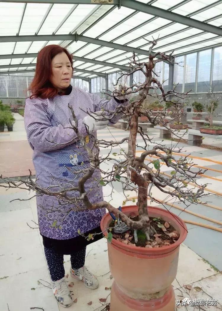 山东盆景艺术大师王桂华,金艳盆景精品欣赏