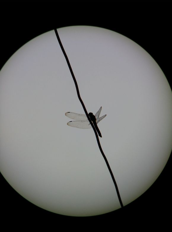 宾得1036望远镜怎么样,宾得ad1036wp好吗