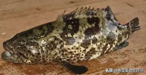 名贵海鲜食材排名,名贵海鱼大全图片