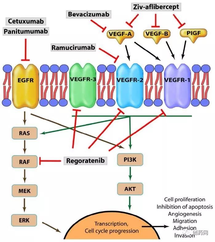 结直肠癌免疫治疗药物,结直肠癌化疗药物与方案