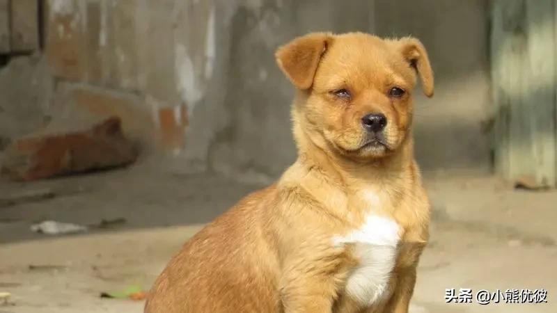 瀵逛汉绫绘渶蹇犺瘹鐨勫姩鐗╂帓鍚嶉┈,瀵逛汉绫绘渶蹇犺瘹鐨勯┈