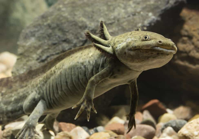 六角恐龙宠物,宠物六角恐龙