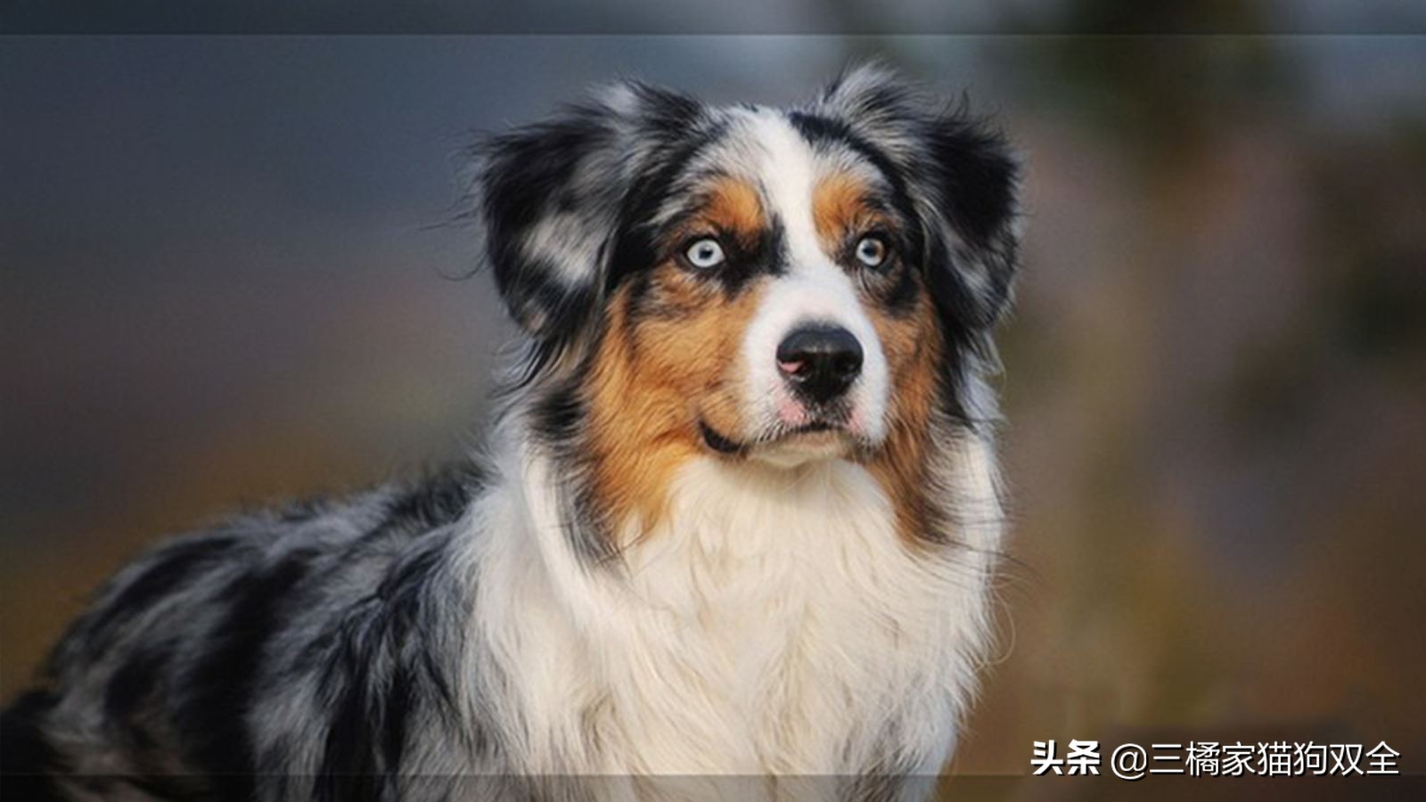 原来德牧也有这么可爱的时候,原来牧羊犬放羊的能力是天生的