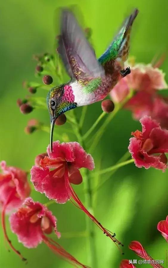 一只会听人话的小鸟,小鸟戴帽子变脸