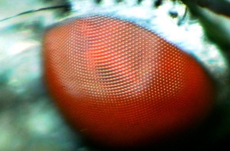 千奇百怪的动物眼睛，它们有各种各样的奇怪用途，和人眼相差甚远