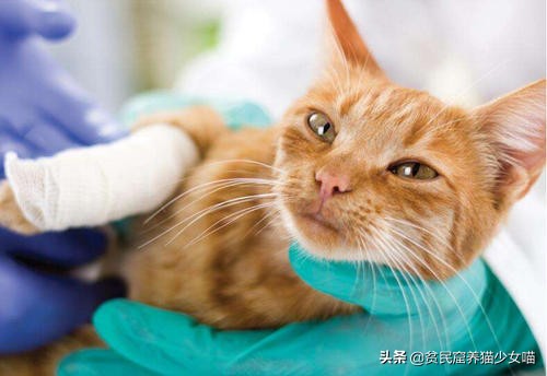 猫咪刚生下来不洗澡容易得猫癣吗,怎么避免刚出生猫咪得猫癣