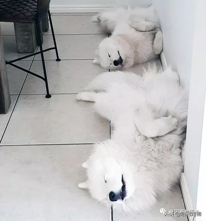 要狗看门？千万别选萨摩耶！这货除了笑不会干别的了