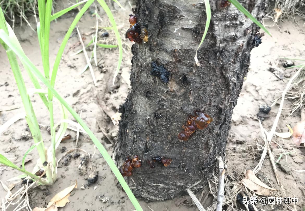植物流胶病的防治办法,流胶病导致枝条干枯