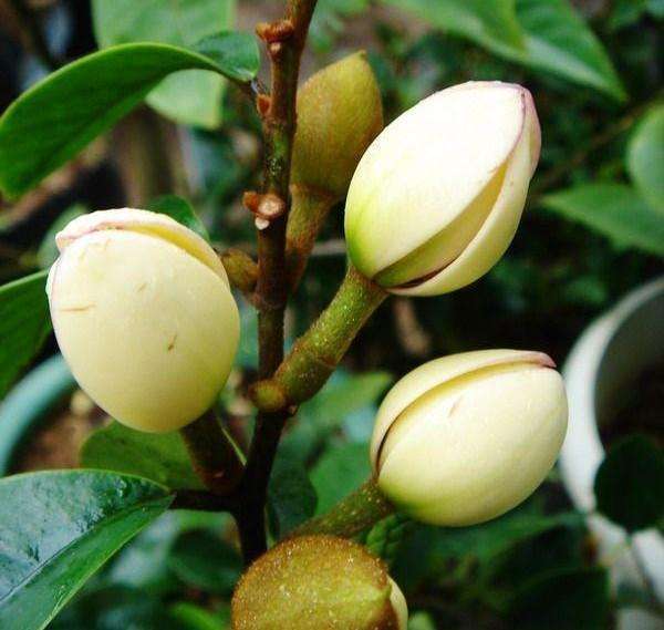 能够散发香味的植物提取物,盆栽香花推荐