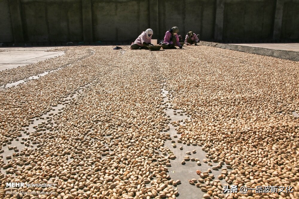 伊朗开心果脆,伊朗特产水果干果