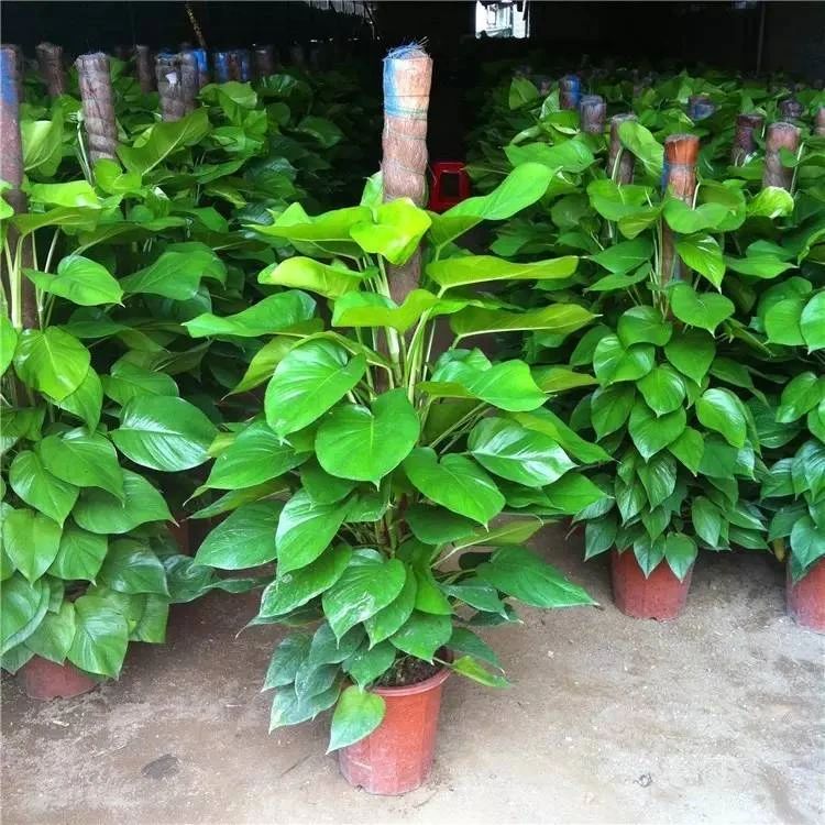 绿萝喜阴还是喜阳光好养些,绿萝喜阳还是喜阴喜干还是喜湿