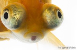 为什么金鱼有各种各样的颜色,金鱼有一条花色的好吗