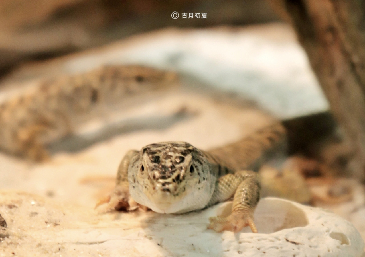 厦门科技馆游玩攻略2-3岁儿童,厦门科技馆每一个馆只能玩一次吗