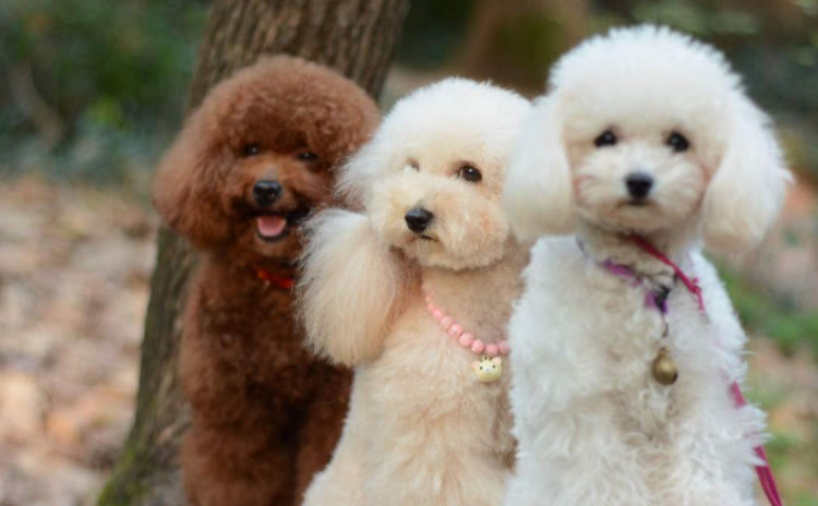 一个月的泰迪怎么训练定点排便,泰迪怎么喂养才正确