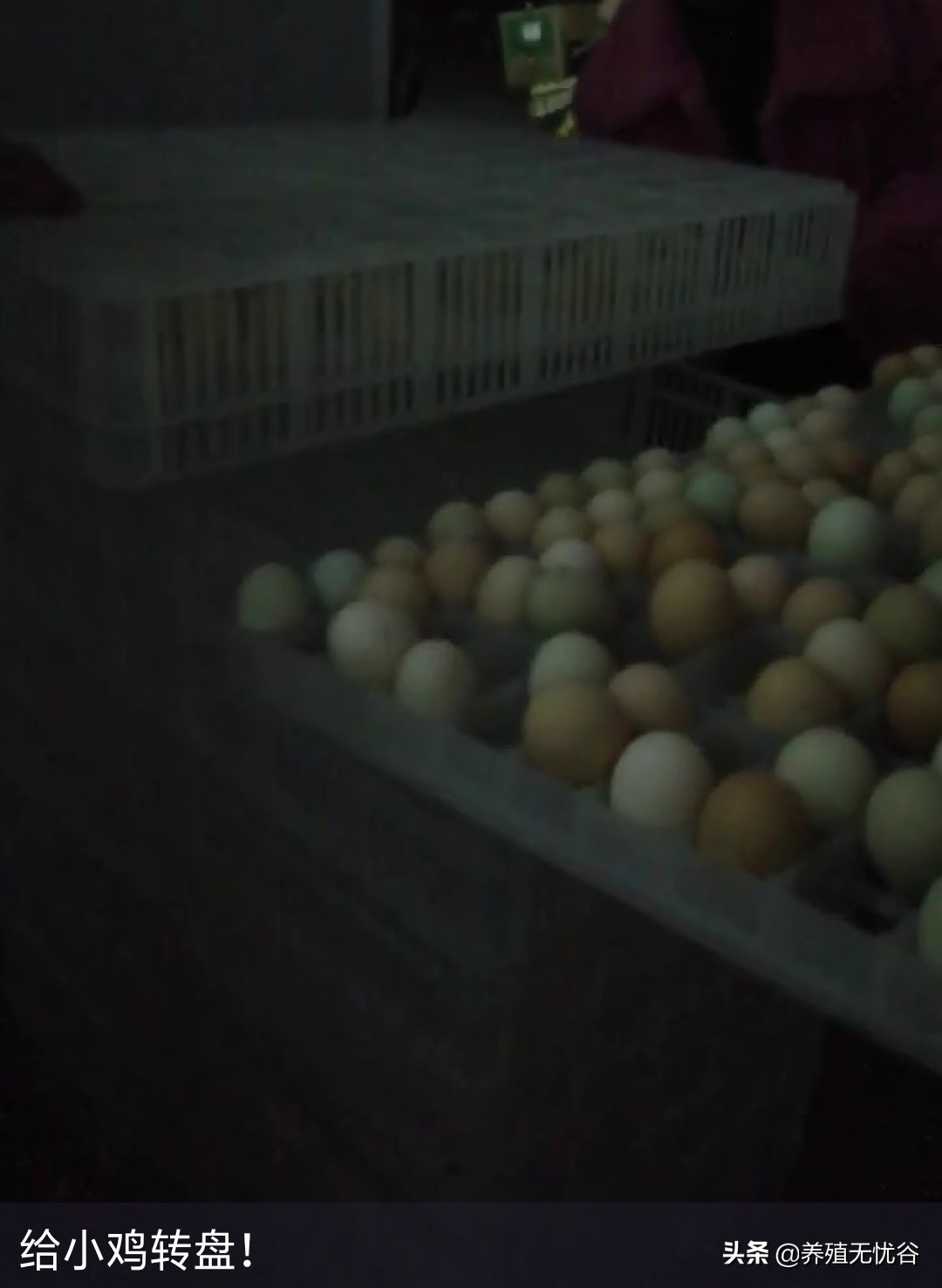 孵化小鸡的技术,现代孵化小鸡技术全教程