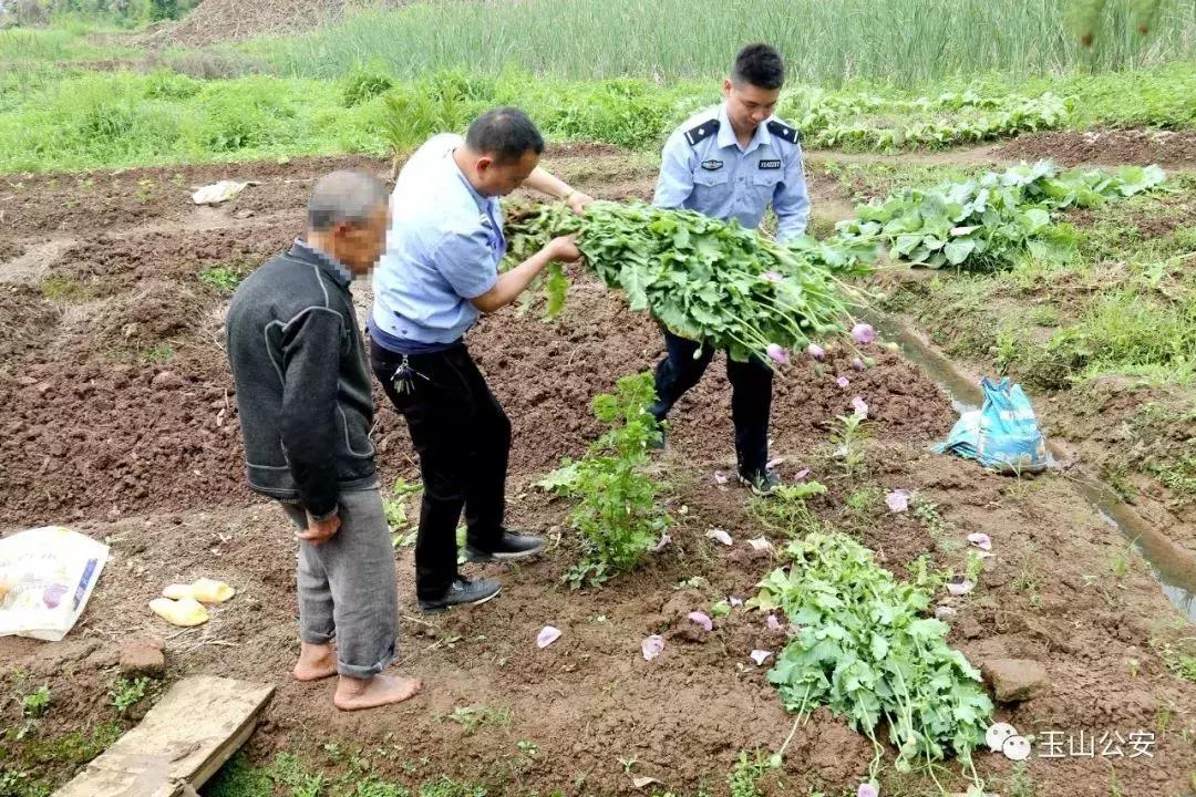 *粟罂**能治疗痔疮和防鸡瘟?还有这种操作?