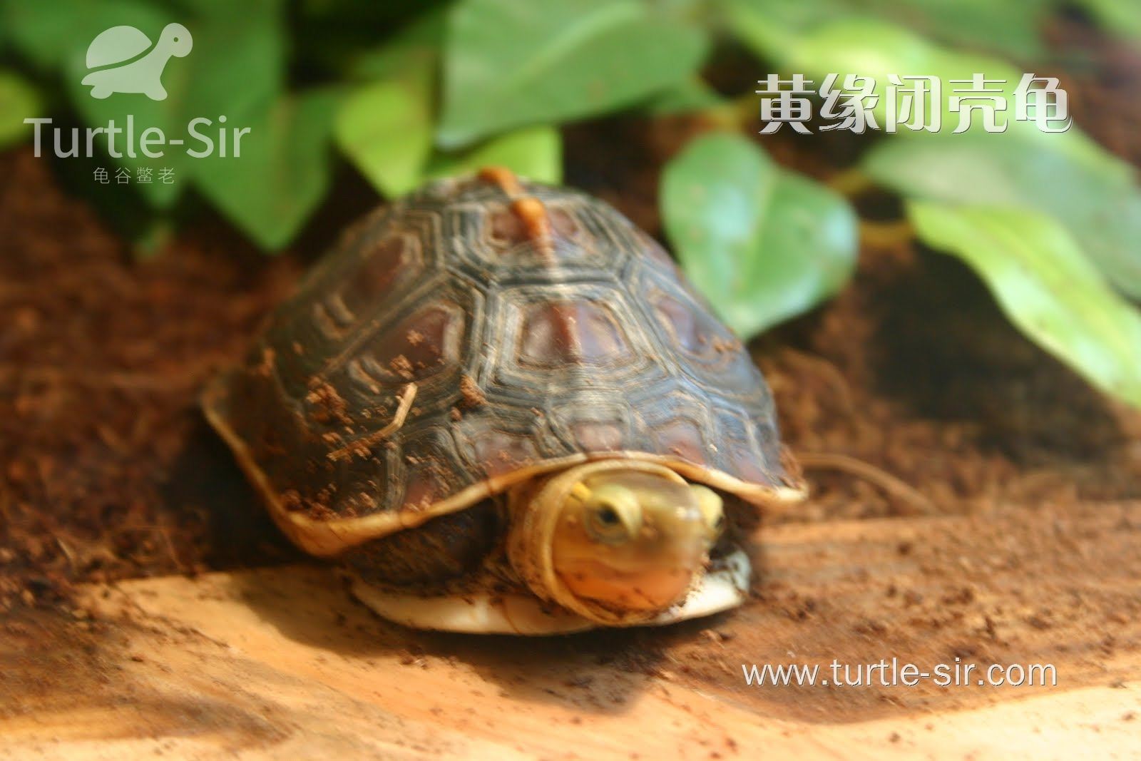 黄缘龟和黄缘闭壳龟有什么区别,原种黄缘龟和下山黄缘区别