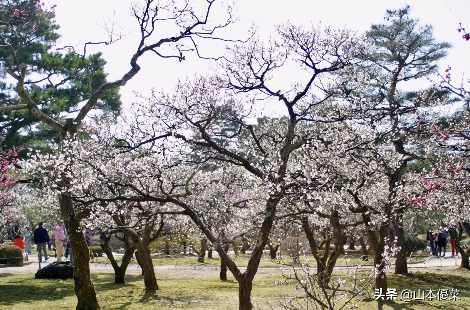 不先一步感受春天的到来吗日本全国华丽的梅花名胜