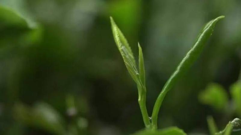 神奇的东方树叶原声,神奇的东方树叶饮料