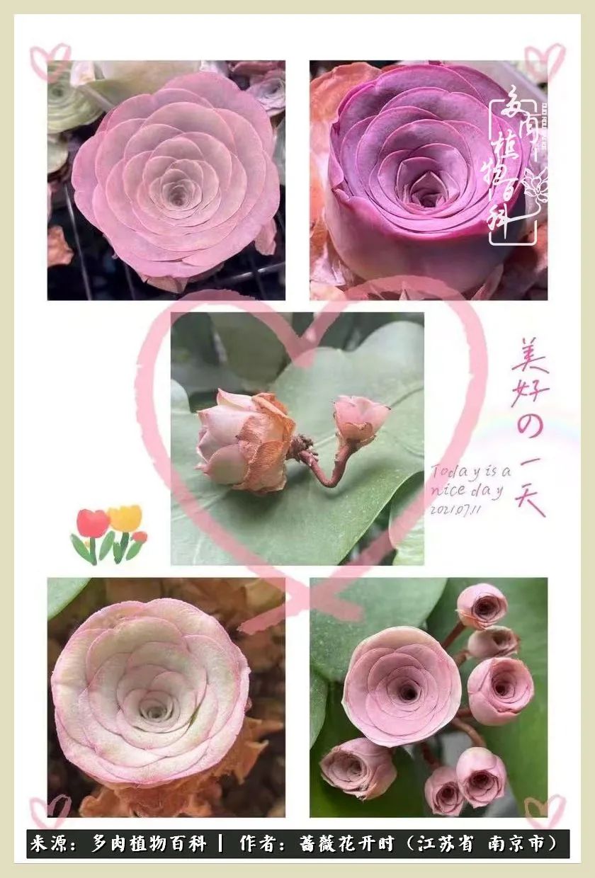 又见颜的妩媚，色的诱惑！这些山地玫瑰礼盒惊艳了眼眸