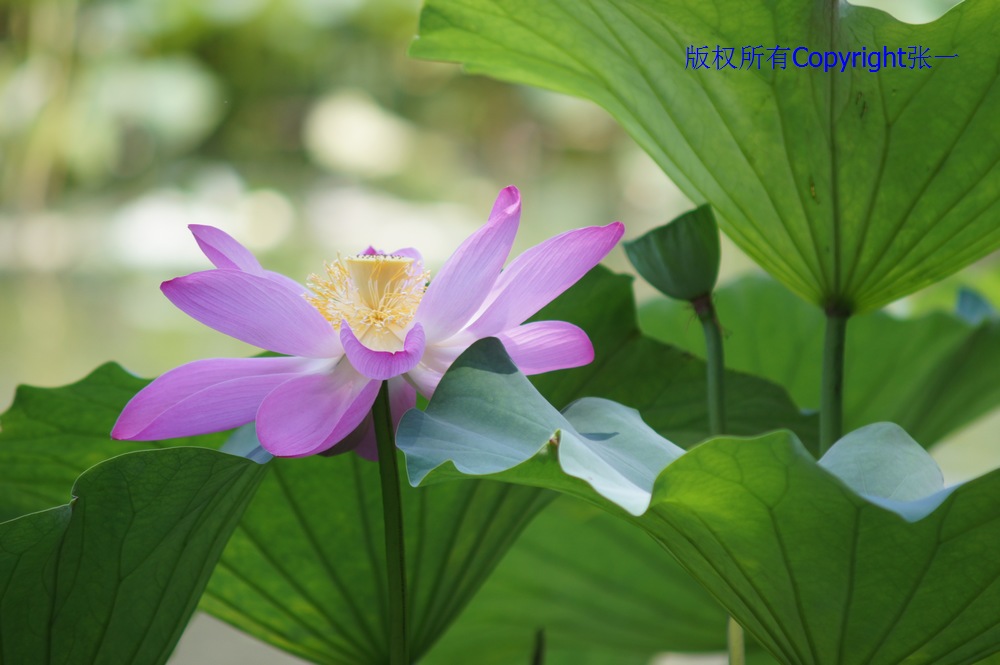 北京紫竹院的荷花：德国Pentacon与日本Minolta镜头实拍对比