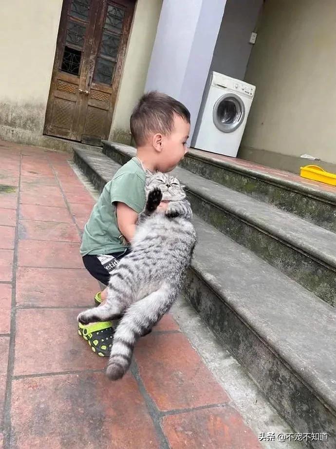 岛国妹子养的超萌小奶猫,几个月后变成巨兽了