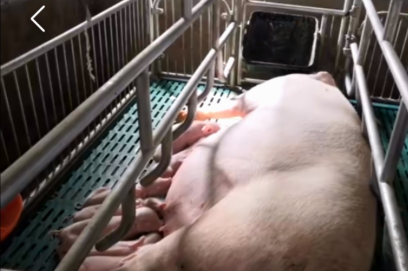 提高母猪产仔数的技巧有什么,如何提高母猪养猪场效益