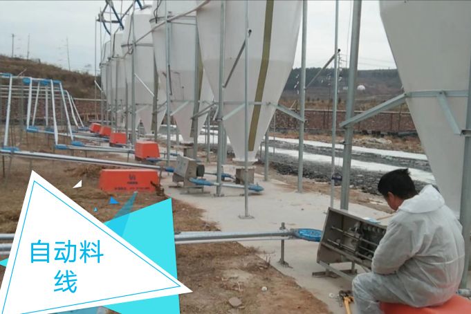 猪场氨气大有什么影响,猪场氨气该怎么解决