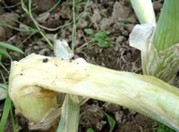 大葱病虫害有哪些防治方法,大葱几种常见病虫害的防治技巧