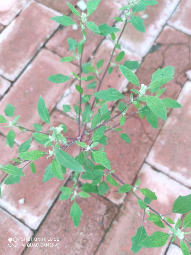 蚊子咬止痒最快的土法,蚊虫叮咬用什么草汁