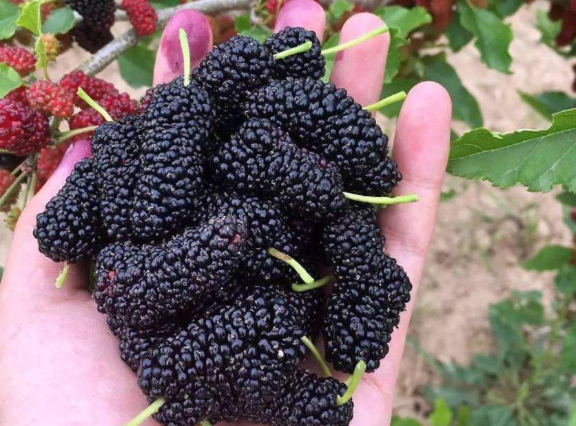 小桑果种植技术视频,桑葚树虫害防治