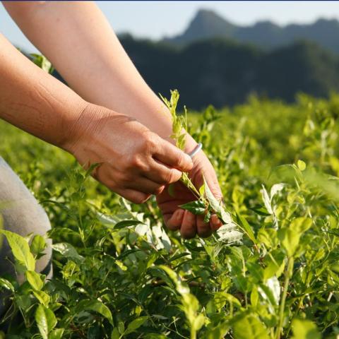 全国农产品地理标志目录湖南篇,湖南省株洲市农产品地理标志名单